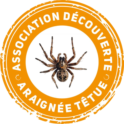 Association Araignée Têtue